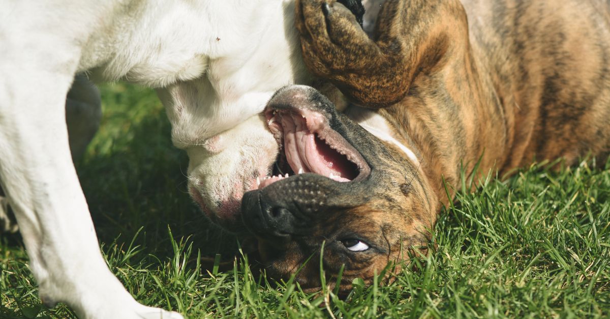 Two dogs having a playful wrestling match on the green grass outdoors.